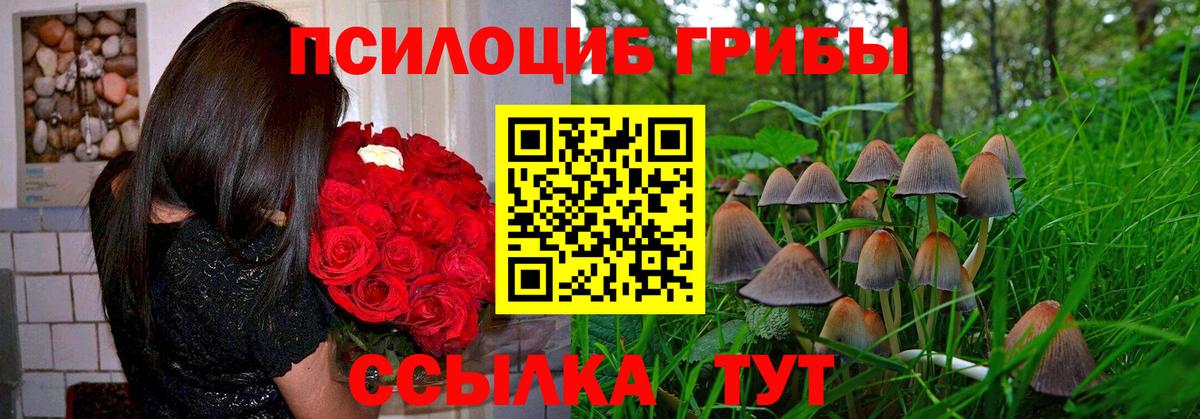 Псилоцибиновые грибы Psilocybine cubensis Новомосковск