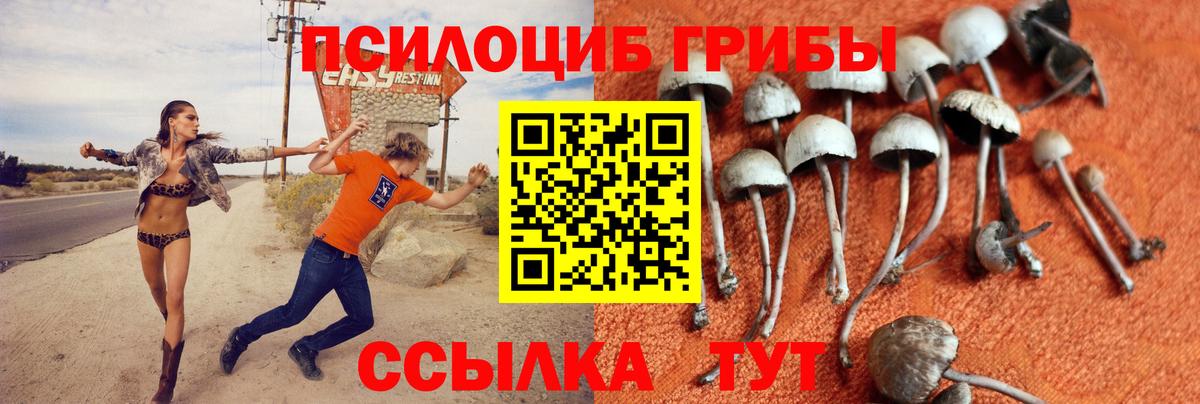 закладка  Галлюциногенные грибы GOLDEN TEACHER  Вход с VPN  Новомосковск 